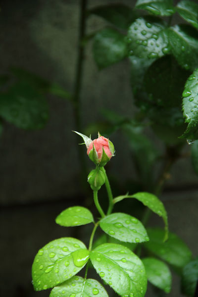 雨の日に_c0121953_19595530.jpg