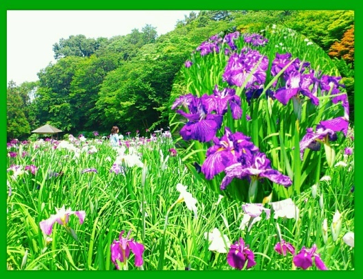 オカリナのある風景&#127925;満開の花菖蒲と森の小径(こみち)_f0339955_09391863.jpg