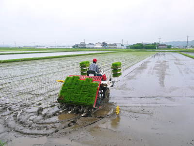 七城米 長尾農園 平成29年度の田植えを現地取材_a0254656_18195509.jpg