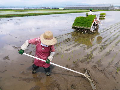七城米 長尾農園 平成29年度の田植えを現地取材_a0254656_18320679.jpg