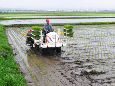 七城米 長尾農園 平成29年度の田植えを現地取材_a0254656_18501115.jpg