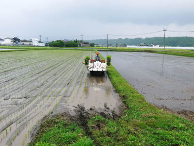 七城米 長尾農園 平成29年度の田植えを現地取材_a0254656_18531274.jpg