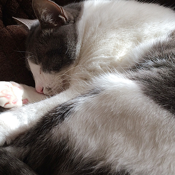 猫さんには入ってほしくない場所。_d0165160_10413230.jpg