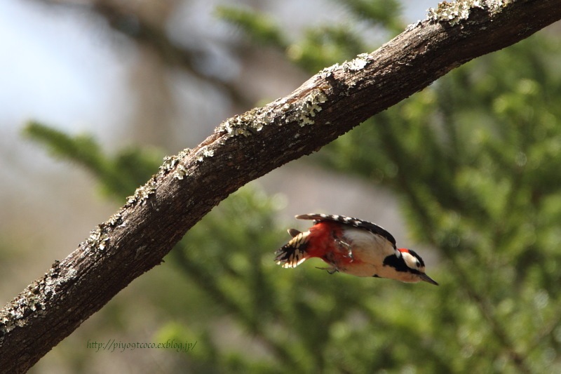赤啄木鳥（アカゲラ）♪_d0367763_21552989.jpg