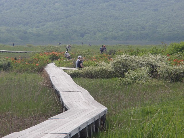 2017.6.24 今年も雄国沼湿原歩きをして来ました_a0344771_17532264.jpg