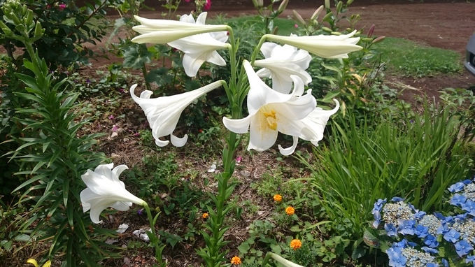 6月のお花②_e0040673_17313594.jpg