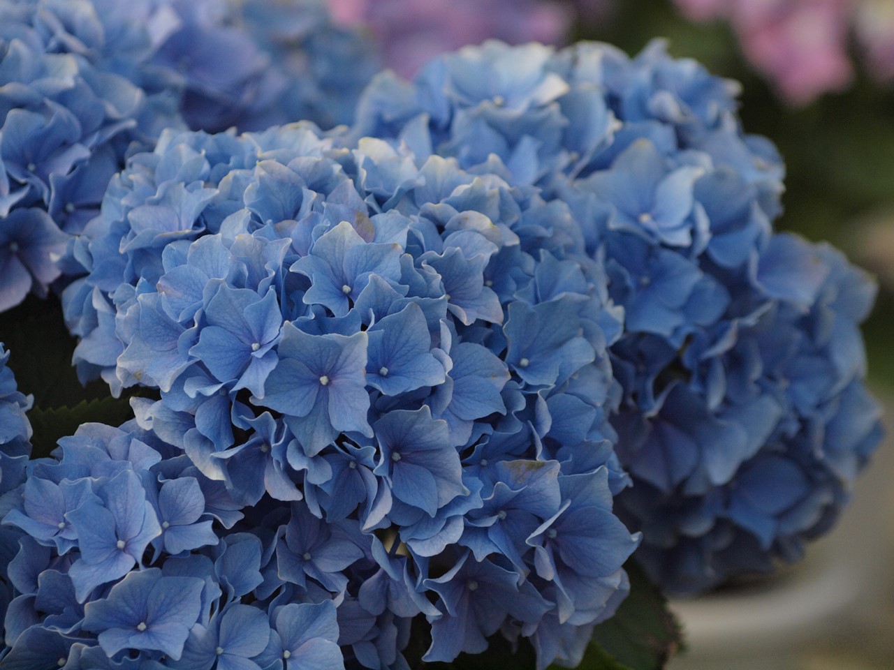 フラワーパーク板取の紫陽花とアジサイ街道に咲く紫陽花達 自然風の自然風だより フラワーパーク板取の紫陽花とアジサイ街道に咲く紫陽花達 自然風の自然風だより
