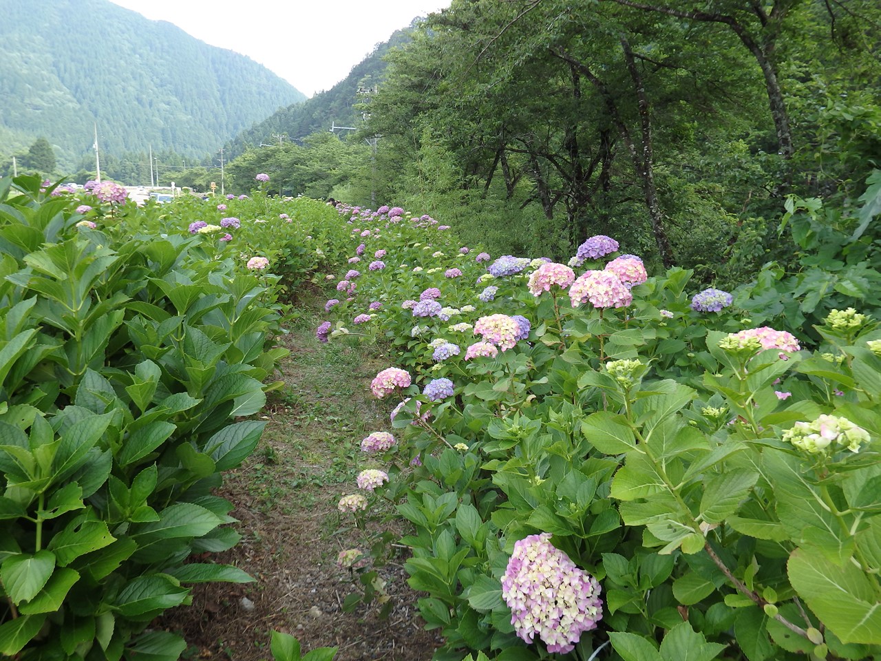 『フラワーパーク板取の紫陽花とアジサイ街道に咲く紫陽花達･････』_d0054276_20461170.jpg