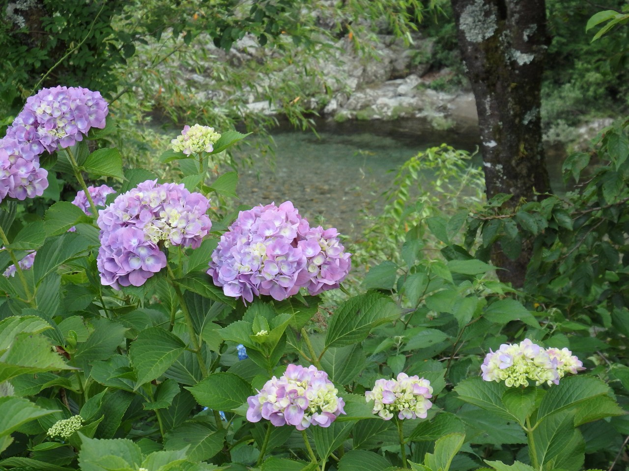 フラワーパーク板取の紫陽花とアジサイ街道に咲く紫陽花達 自然風の自然風だより フラワーパーク板取の紫陽花とアジサイ街道に咲く紫陽花達 自然風の自然風だより