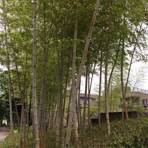 b0068780_22273964.jpg