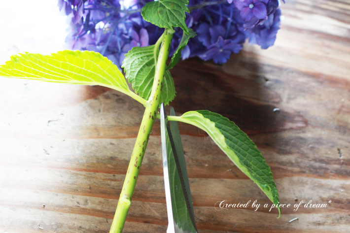 簡単diy Vol 10 切り花の紫陽花を長持ちさせる 方法 A Piece Of Dream 植物とdiyと 簡単diy Vol 10 切り花の紫陽花を長持ちさせる 方法 A Piece Of Dream 植物とdiyと