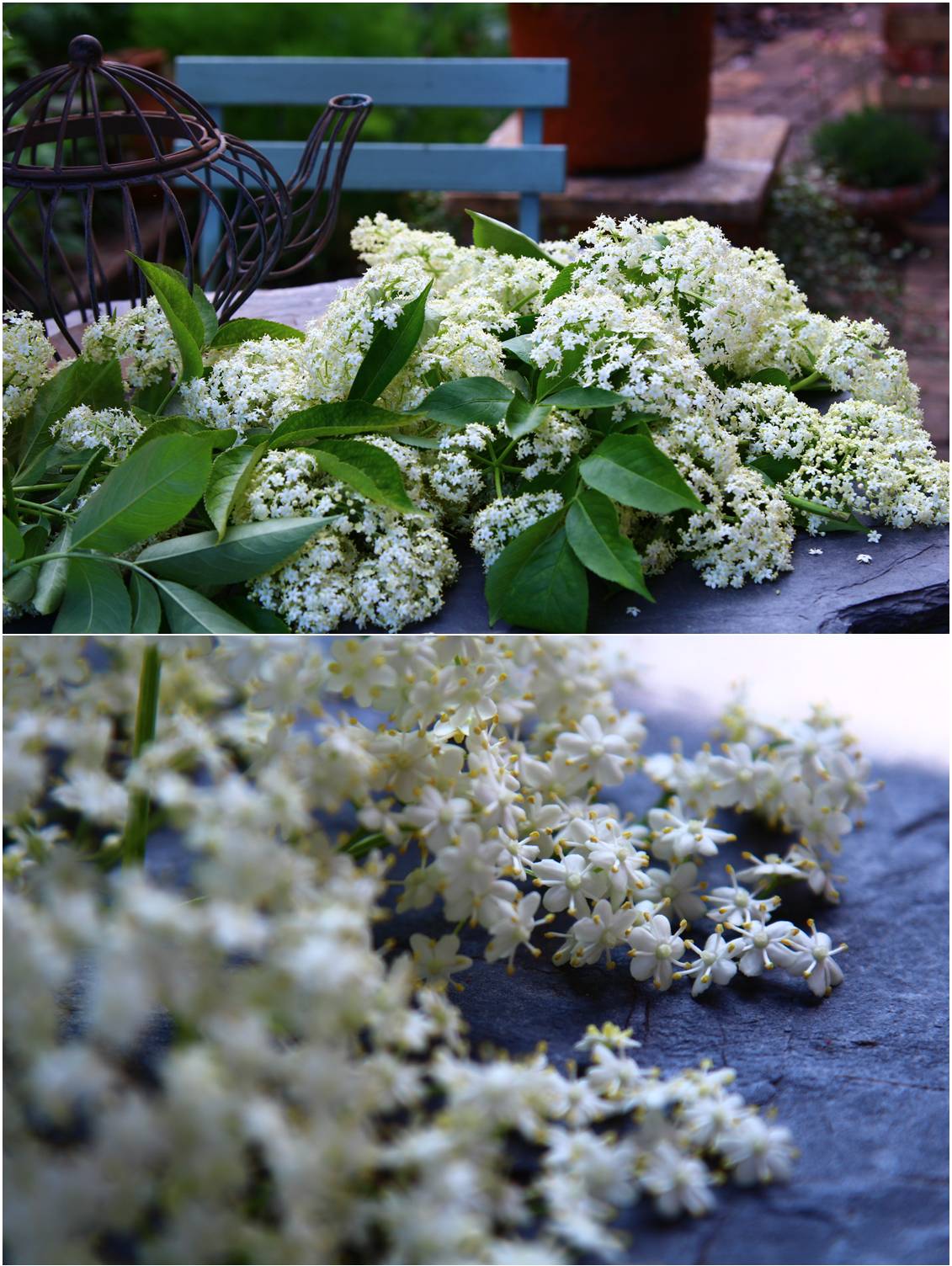 Elderflower drop scones_a0107981_12206.jpg
