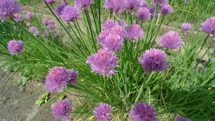 c0212083_18073450.jpg