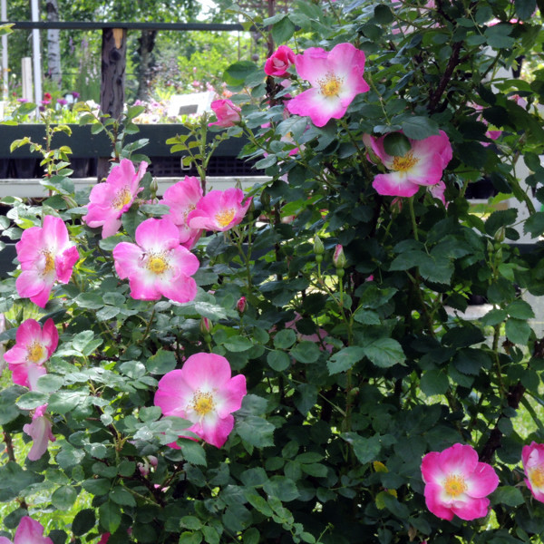 あまり可愛いバラなので_b0169987_20080827.jpg