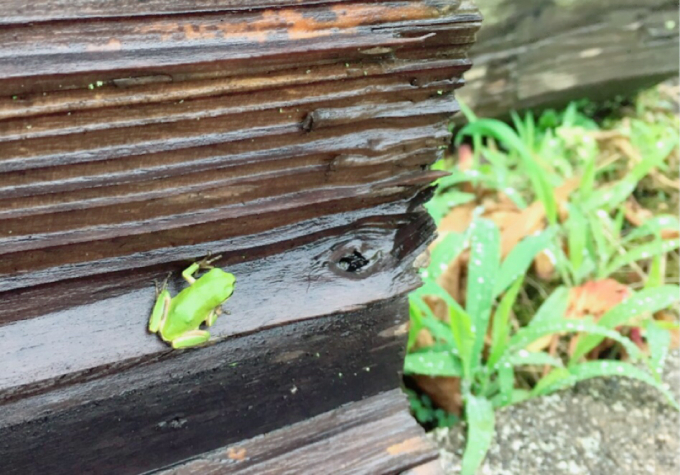 梅雨…６月も終わりますね(^｡^)本日定休日です(^○^)_d0132688_12133872.jpg