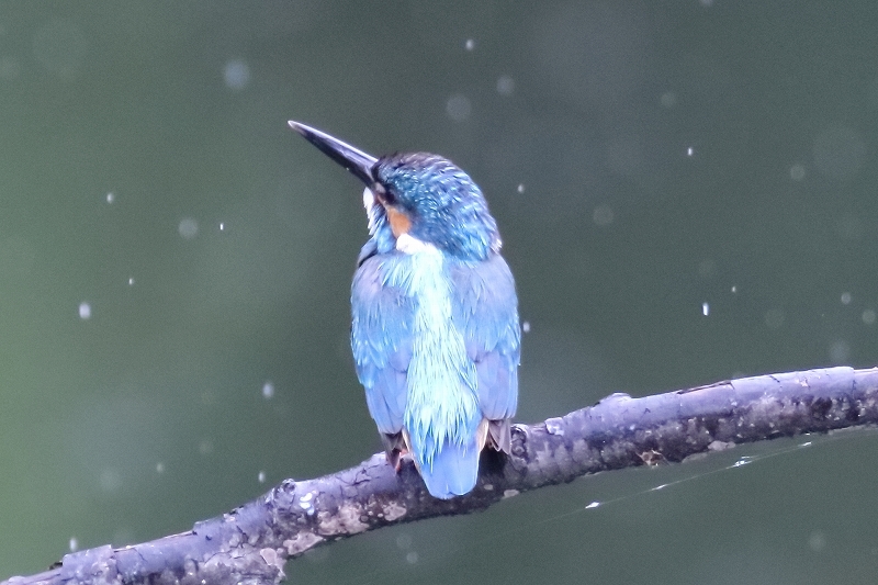 カワセミのパパと、息子が雨の中でバトル（葛飾区、水元公園）_b0291402_07493928.jpg