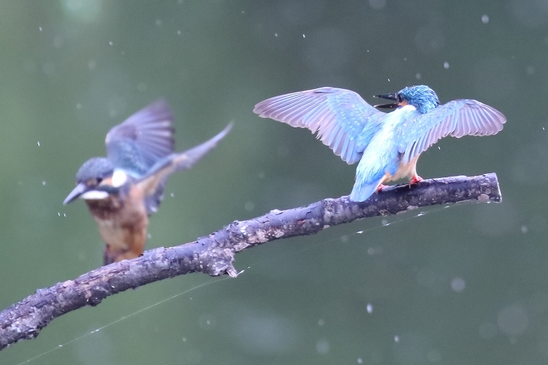 カワセミのパパと、息子が雨の中でバトル（葛飾区、水元公園）_b0291402_07510019.jpg