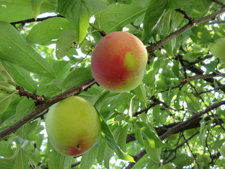 a0203003_2155016.jpg