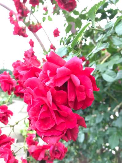 c0195603_10471843.jpg
