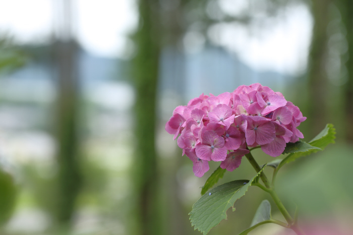 雨後の紫陽花　下仁田あじさい園　②_a0357206_21085622.jpg