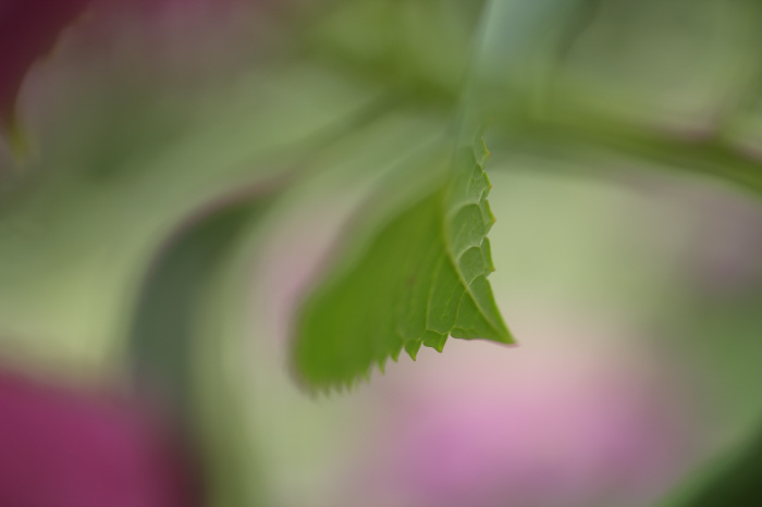 雨後の紫陽花　下仁田あじさい園　②_a0357206_21102643.jpg