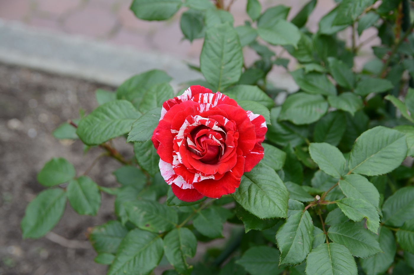 a0248508_856126.jpg