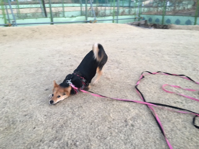d0046821_21204431.jpeg