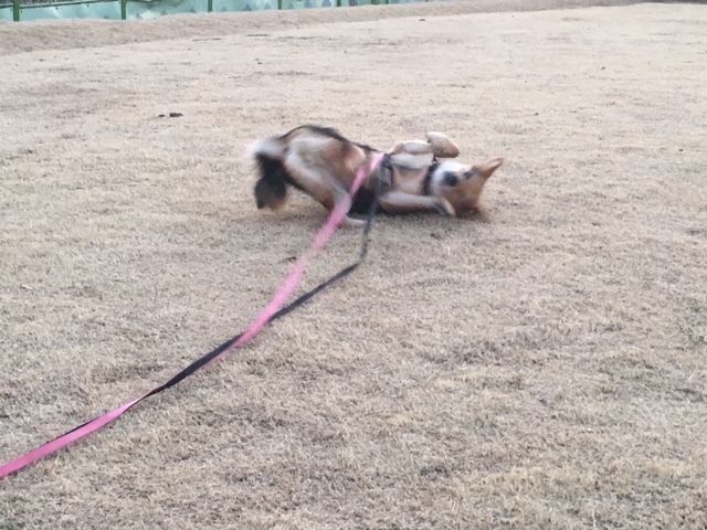 d0046821_21214496.jpeg