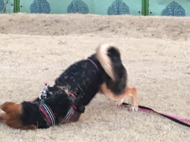 d0046821_21220624.jpeg