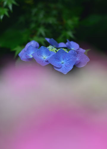 6月って梅雨でも水無月　駆け込み紫陽花_b0199522_00260366.jpg