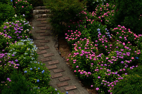 6月って梅雨でも水無月　駆け込み紫陽花_b0199522_00260985.jpg