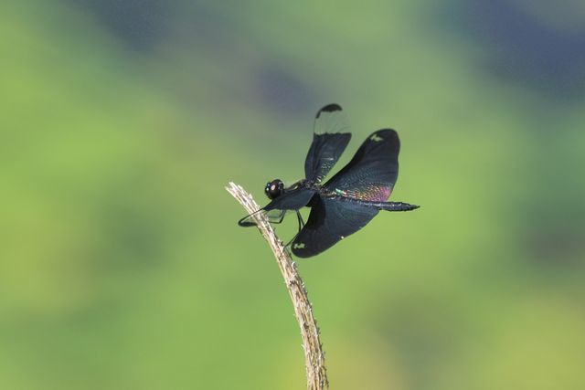 チョウトンボ♂のテリ張り_c0369423_15360393.jpg