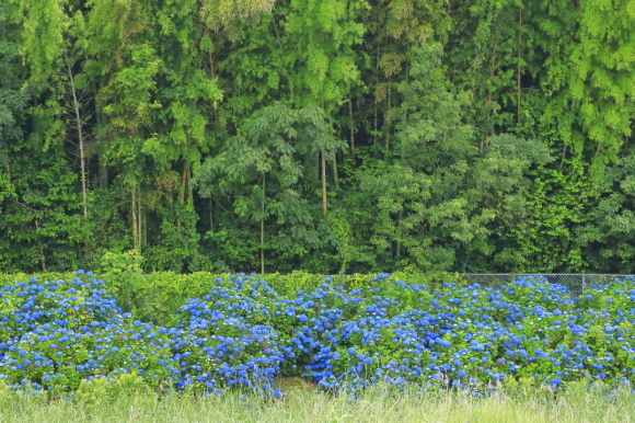c0201929_07491516.jpg