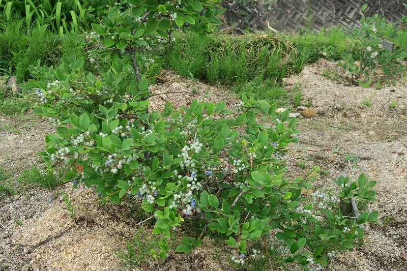 テンロクの新型XVを徹底的に乗り倒す:後編_f0076731_17215498.jpg