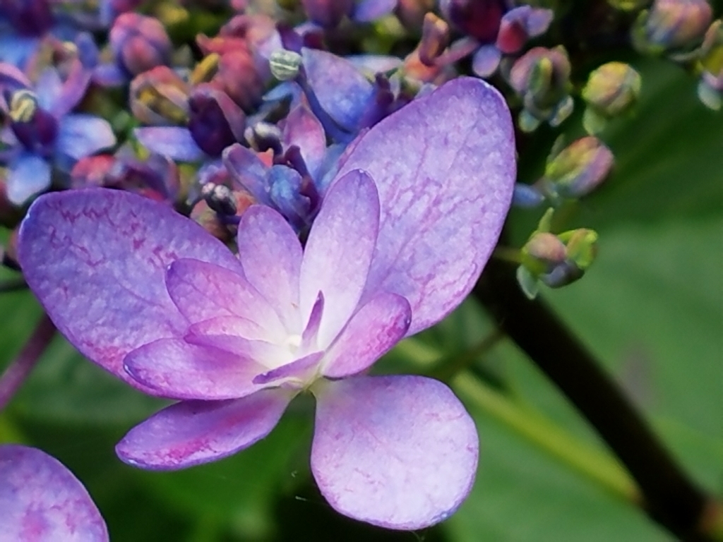 紫陽花　蜻蛉池公園_f0330437_00183628.jpg