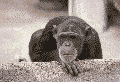 e0062639_13285880.gif