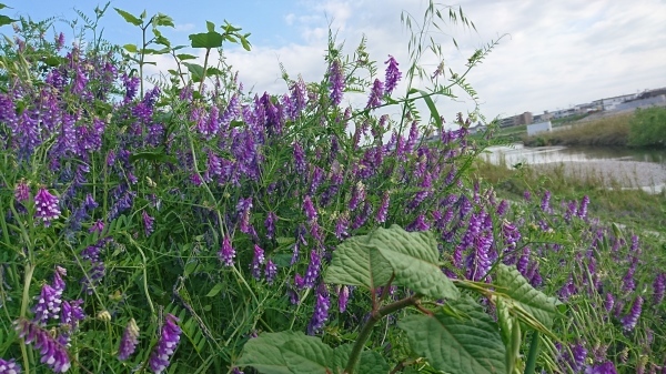 紫の花が咲く季節に　【あま新百景　019】_a0355641_09353440.jpg