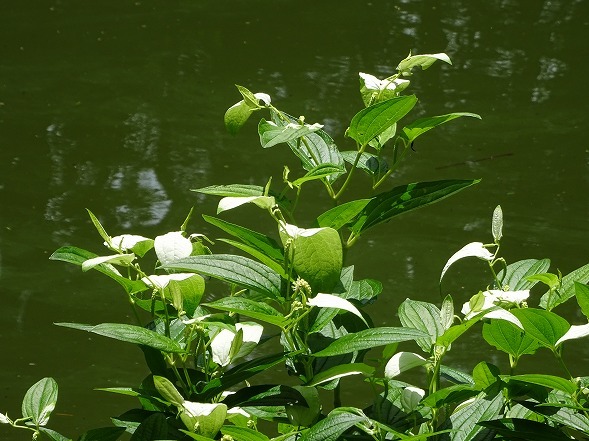 長居植物園の癒しの空間_b0299042_12235942.jpg