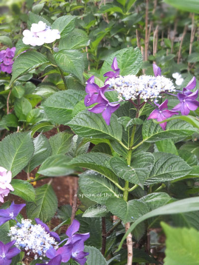 Hydrangea macrophylla4_c0096542_14500022.jpg