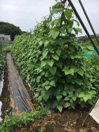 鞘インゲン豆　トマト　茄子　万願寺　ズッキーニ　　収穫_c0222448_12305956.jpg