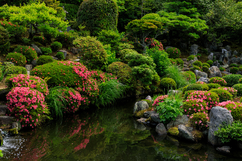 サツキ咲く芙蓉池（等持院）_f0155048_20391319.jpg