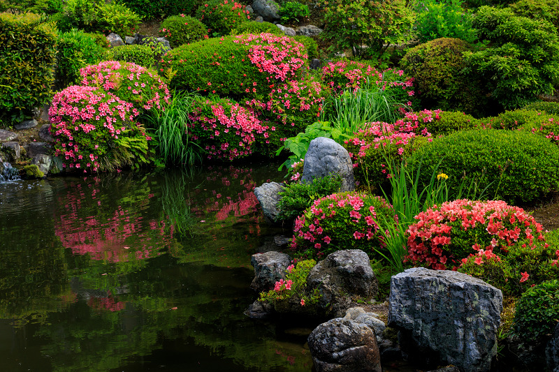 サツキ咲く芙蓉池（等持院）_f0155048_20404018.jpg