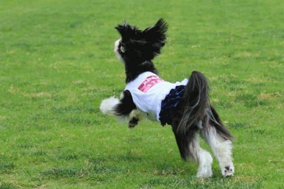 c0145250_08390138.gif
