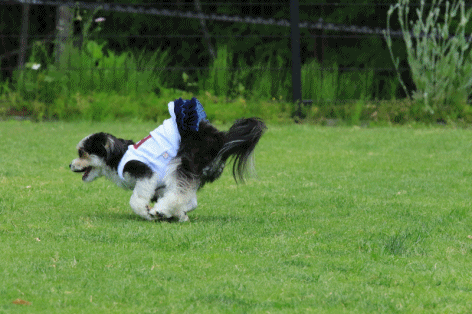 c0145250_08392749.gif