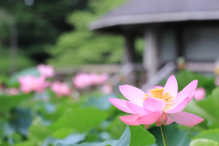 大賀ハス　in 千葉公園　2017（リベンジ）_d0168652_17161117.jpg