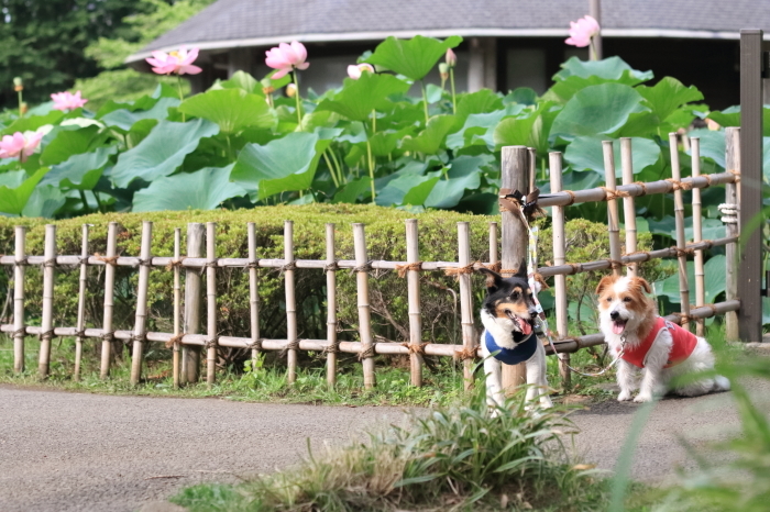 大賀ハス　in 千葉公園　2017（リベンジ）_d0168652_17175343.jpg