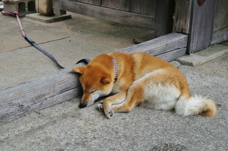 北摂の花の寺・久安寺の紫陽花(2)看板犬と池に浮かぶ紫陽花の花_b0063958_20434478.jpg