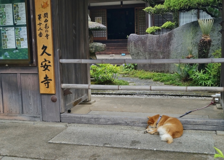 北摂の花の寺 久安寺の紫陽花 ２ 看板犬と池に浮かぶ紫陽花の花 たんぶーらんの戯言