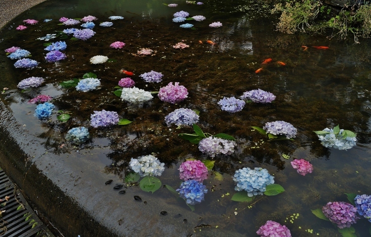 北摂の花の寺・久安寺の紫陽花（２）看板犬と池に浮かぶ紫陽花の花_b0063958_20445785.jpg
