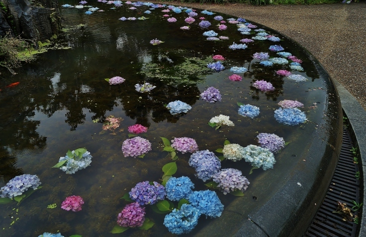 北摂の花の寺・久安寺の紫陽花（２）看板犬と池に浮かぶ紫陽花の花_b0063958_20452881.jpg